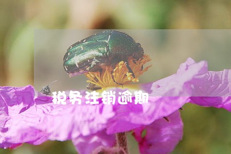 税务注销逾期 税务注销逾期