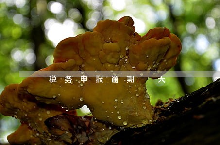 税务申报逾期一天 税务申报逾期一天