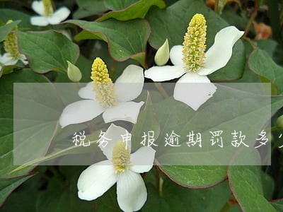 税务申报逾期罚款多少 税务申报逾期罚款多少