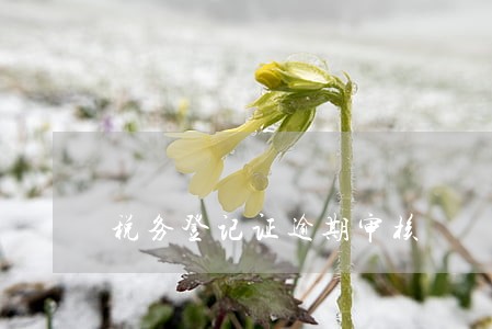 税务登记证逾期审核 税务登记证逾期审核