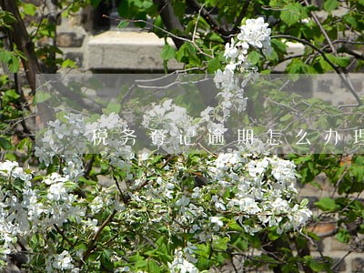 税务登记逾期怎么办理 税务登记逾期怎么办理