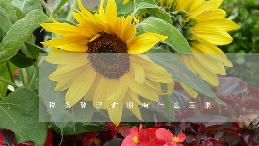 税务登记逾期有什么后果 税务登记逾期有什么后果