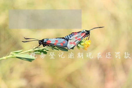 税务登记逾期现在还罚款吗 税务登记逾期现在还罚款吗