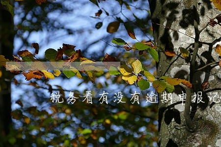 税务看有没有逾期申报记录 税务看有没有逾期申报记录