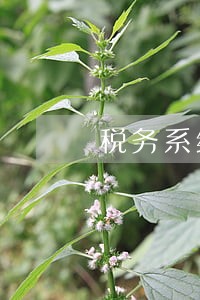 税务系统社保费逾期申报缴纳 税务系统社保费逾期申报缴纳