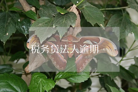 税务贷法人逾期 税务贷法人逾期