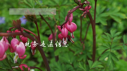 税务违法信息