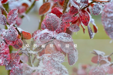 税务逾期不报税