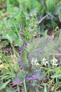 税务逾期不申报会有通知吗 税务逾期不申报会有通知吗
