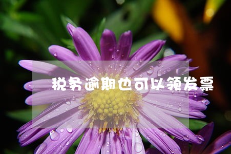 税务逾期也可以领发票 税务逾期也可以领发票