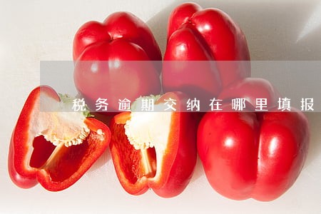 税务逾期交纳在哪里填报