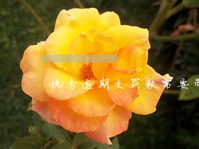 税务逾期交罚款需要带什么 税务逾期交罚款需要带什么