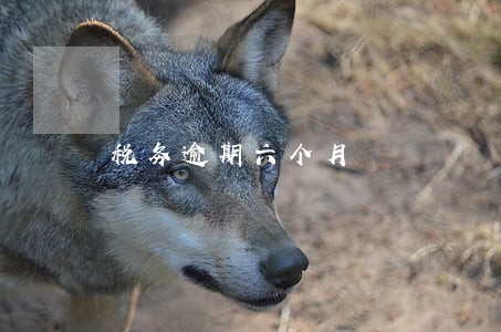 税务逾期六个月 税务逾期六个月