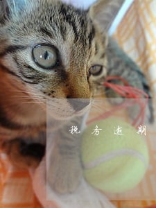 税务逾期加罚 税务逾期加罚