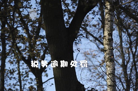 税务逾期处罚 税务逾期处罚