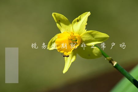 税务逾期就非正常户吗