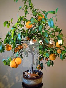 税务逾期影响贷款吗