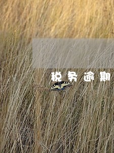 税务逾期情况说明书模板 税务逾期情况说明书模板