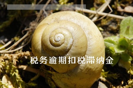 税务逾期扣税滞纳金 税务逾期扣税滞纳金