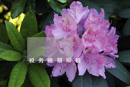 税务逾期报税