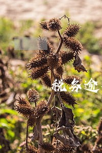 税务逾期报道