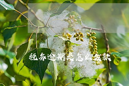 税务逾期是怎么发款 税务逾期是怎么发款