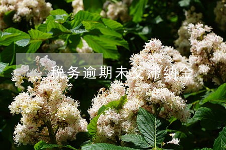 税务逾期未交滞纳金 税务逾期未交滞纳金