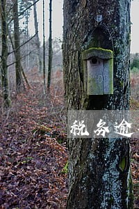 税务逾期未申报付款多少 税务逾期未申报付款多少