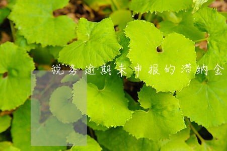 税务逾期未申报的滞纳金 税务逾期未申报的滞纳金