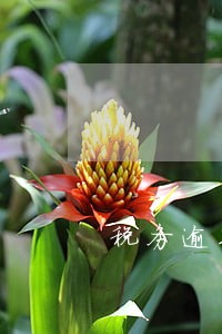 税务逾期未申报罚款多少封顶 税务逾期未申报罚款多少封顶