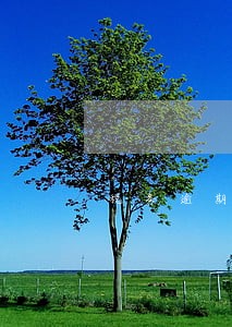 税务逾期未申报能不能0申报 税务逾期未申报能不能0申报