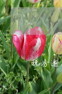 税务逾期没交的后果 税务逾期没交的后果