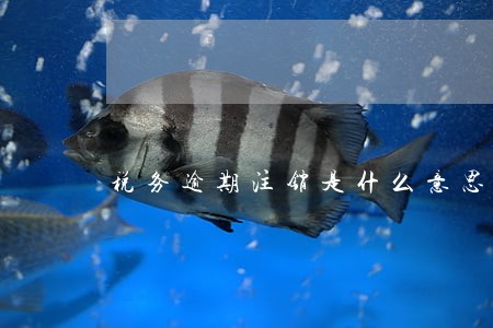 税务逾期注销是什么意思 税务逾期注销是什么意思