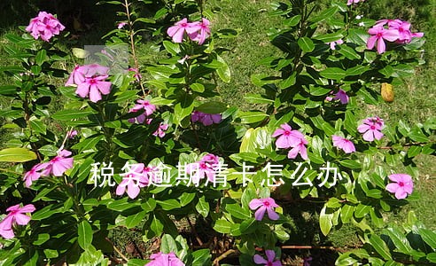 税务逾期清卡怎么办