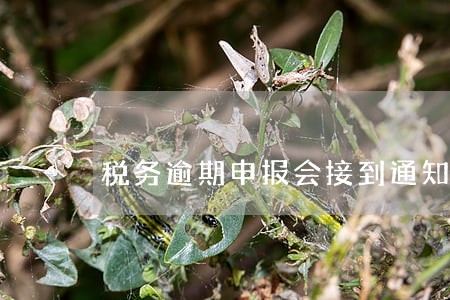 税务逾期申报会接到通知吗