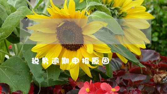 税务逾期申报原因
