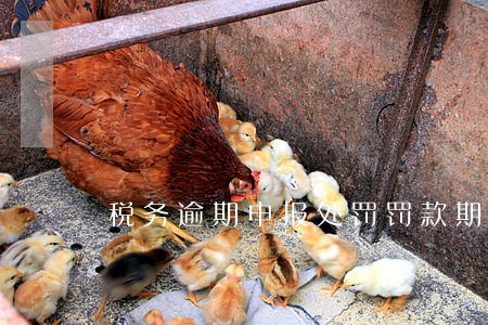 税务逾期申报处罚罚款期限 税务逾期申报处罚罚款期限