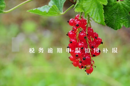 税务逾期申报如何补报 税务逾期申报如何补报