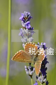 税务逾期申报怎么报 税务逾期申报怎么报