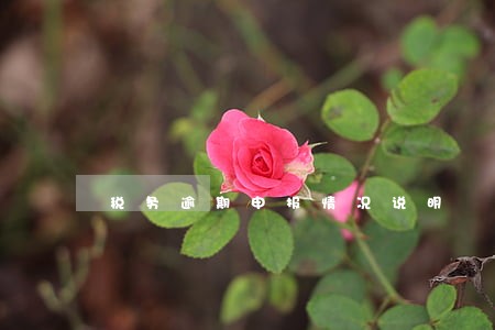 税务逾期申报情况说明 税务逾期申报情况说明