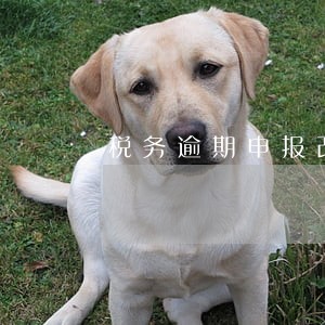 税务逾期申报改正期限 税务逾期申报改正期限