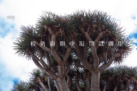 税务逾期申报罚款哪里交 税务逾期申报罚款哪里交