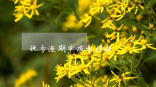 税务逾期申报表模版