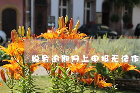 税务逾期网上申报无法作废