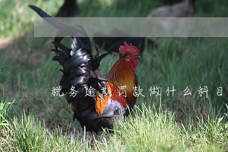 税务逾期罚款做什么科目 税务逾期罚款做什么科目
