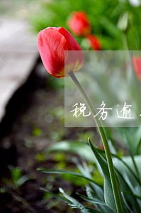 税务逾期罚款加处罚合理吗 税务逾期罚款加处罚合理吗