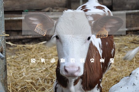 税务逾期罚钱交哪里 税务逾期罚钱交哪里