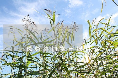 税务逾期零申报罚款 税务逾期零申报罚款