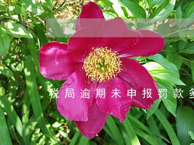 税局逾期未申报罚款多少