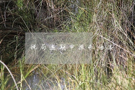 税局逾期申报未结案 税局逾期申报未结案